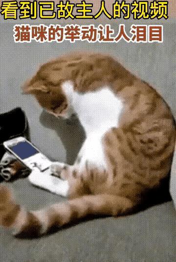 一只猫咪被老奶奶从小养到大，在猫咪六岁多的时候，老奶奶病故了。临终的时候，老奶奶