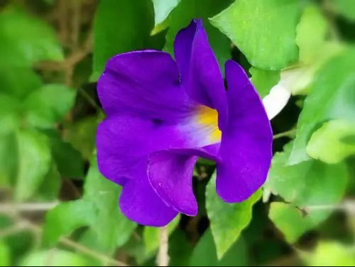 ‎种植硬枝老鸭嘴（也叫直立山牵牛）非常好养，核心就三点：给足阳光、土干了再浇水