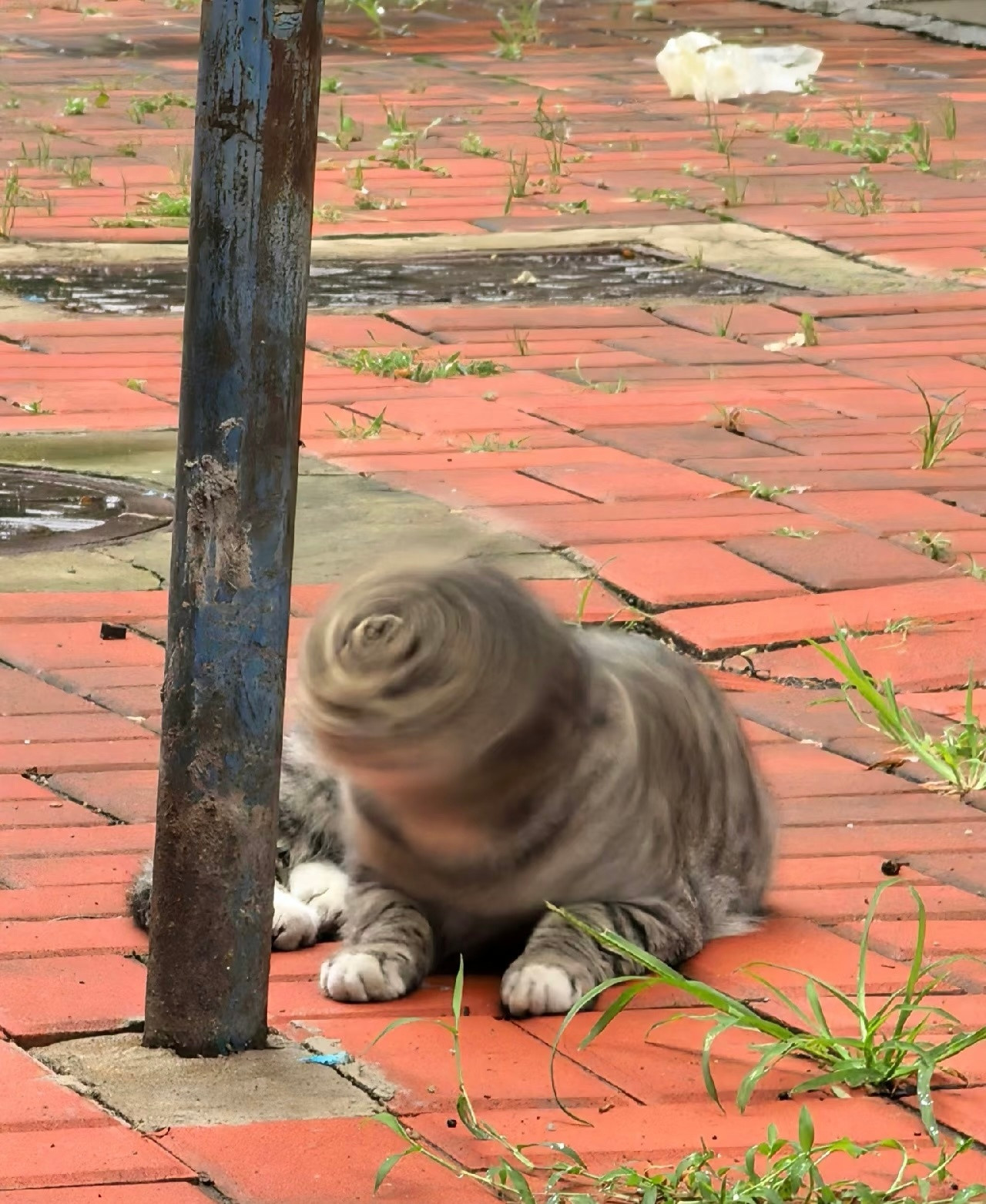 旋风猫猫头​​​