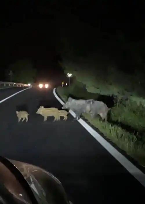高速撞野猪群谁担责？105公里时速相撞，责任划分藏着法律关键男子高速以10