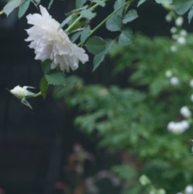 0000唐松草种植1、土壤选择疏松肥沃、排水良好的沙质壤土，唐松草喜湿润但不耐积