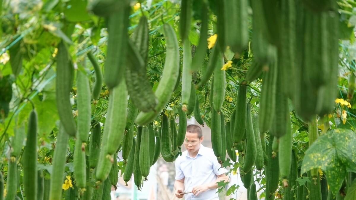 早上种瓜真的只开花? 晚上种瓜就能用车拉? 揭秘种瓜技巧背后的真相