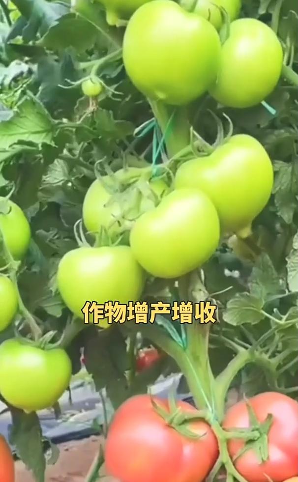 你家的菜园是不是也经常出现蔬菜叶片卷曲、叶片发黄、开花后不坐果的情况？今天教大家