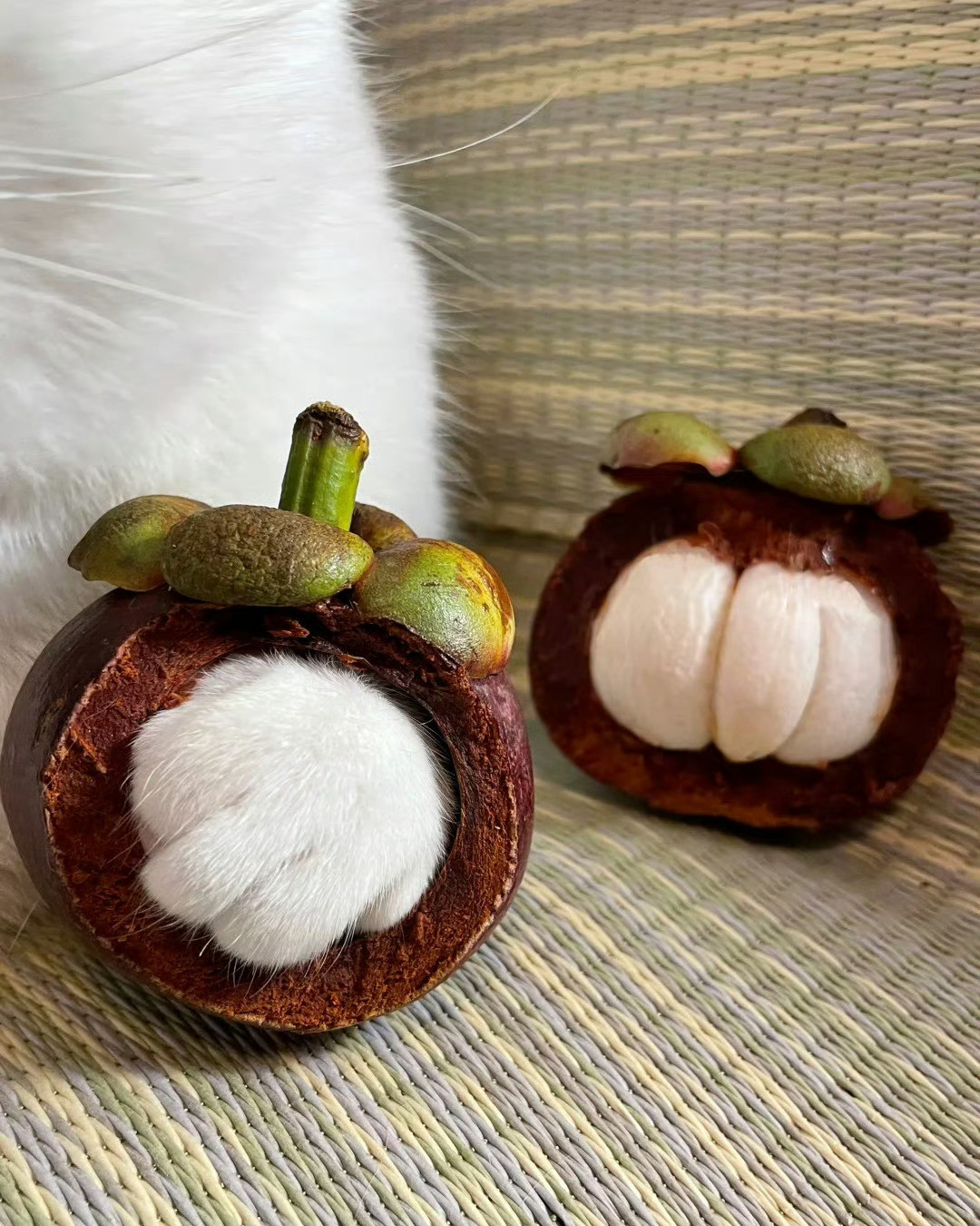 猫咪请你吃山竹