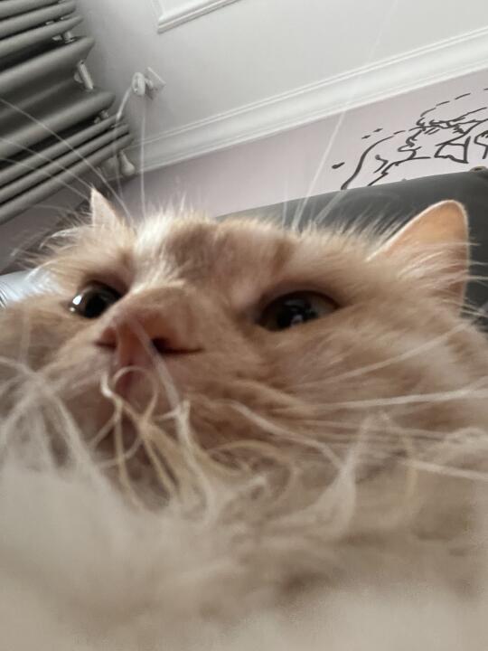 请接收小猫的自拍🤳！六一儿童节快乐