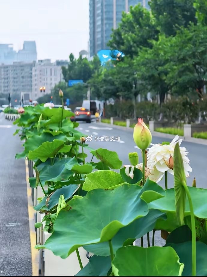 太超前了，把荷花搬上绿化带