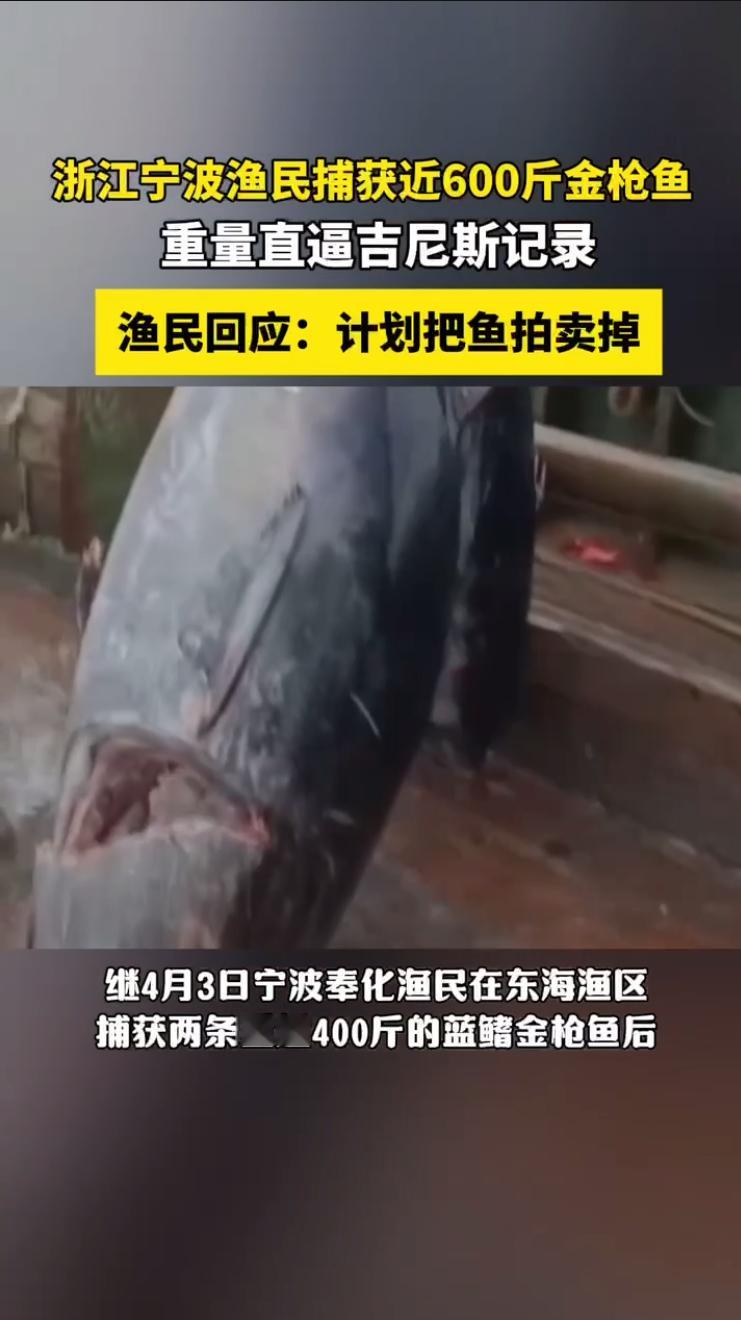 渔民回应又捕获近600斤重金枪鱼渔民捕获近600斤金枪鱼上架拍卖东海再迎巨型蓝