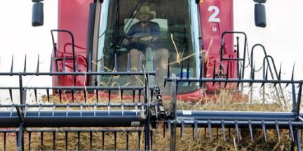 加拿大跟中国合作菜籽油之后，美国没慌，澳大利亚先慌了，因为自己成了那个可有可无的