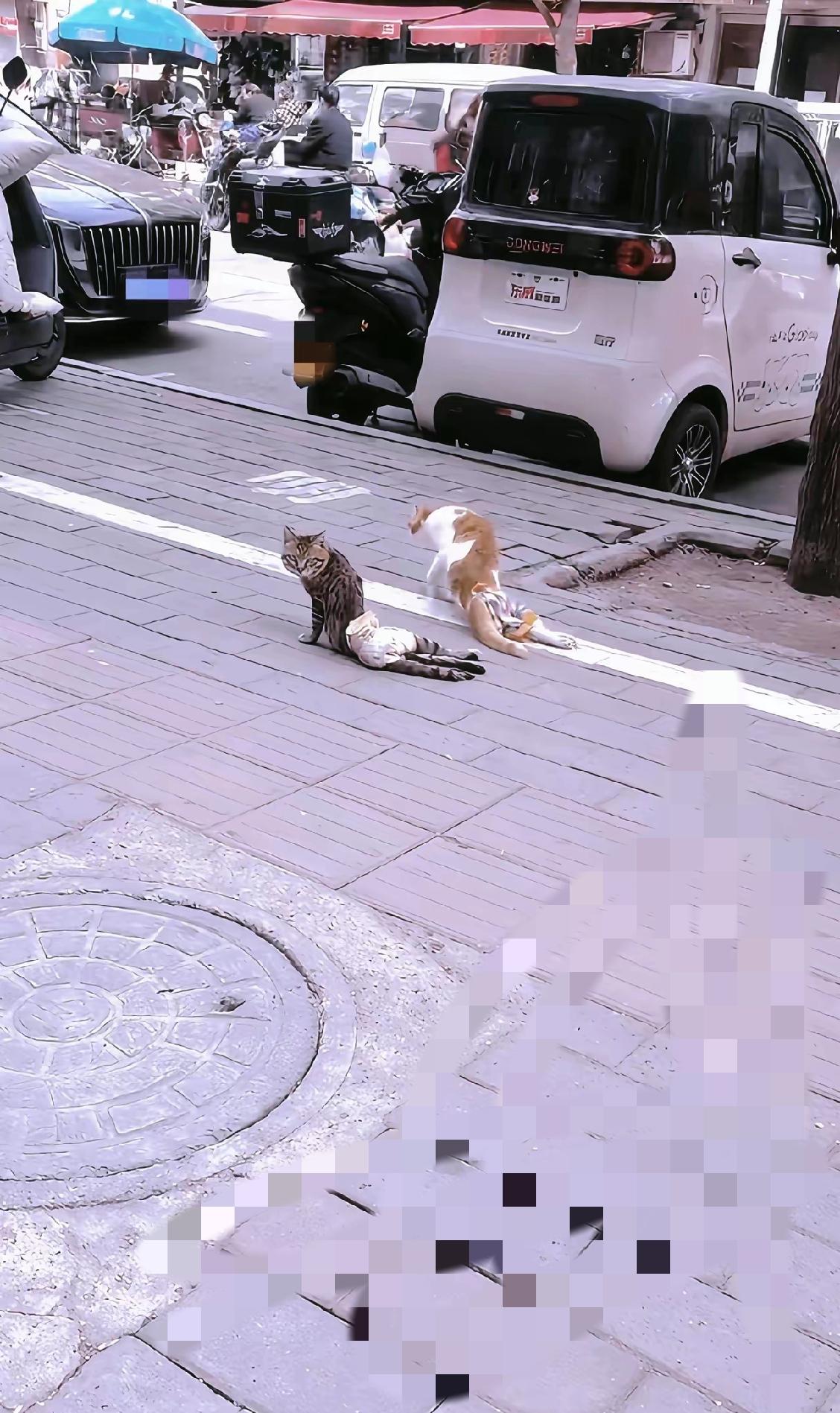 在街上撞见这一幕，心里真的堵得慌。两只下半身瘫痪的流浪猫，拖着残缺的身体慢慢挪动