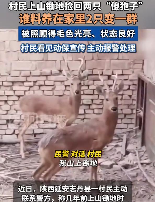 “长期饭票没了！”6月27日，陕西，一村民上山锄地时，竟将两只“傻狍子”带回家精