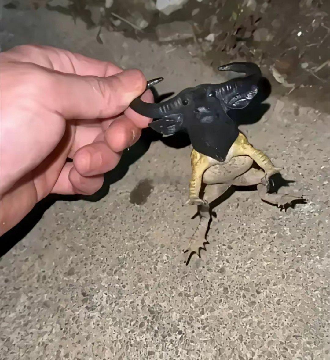 这动物是喝了核污水吗？这莫非是青蛙牛？