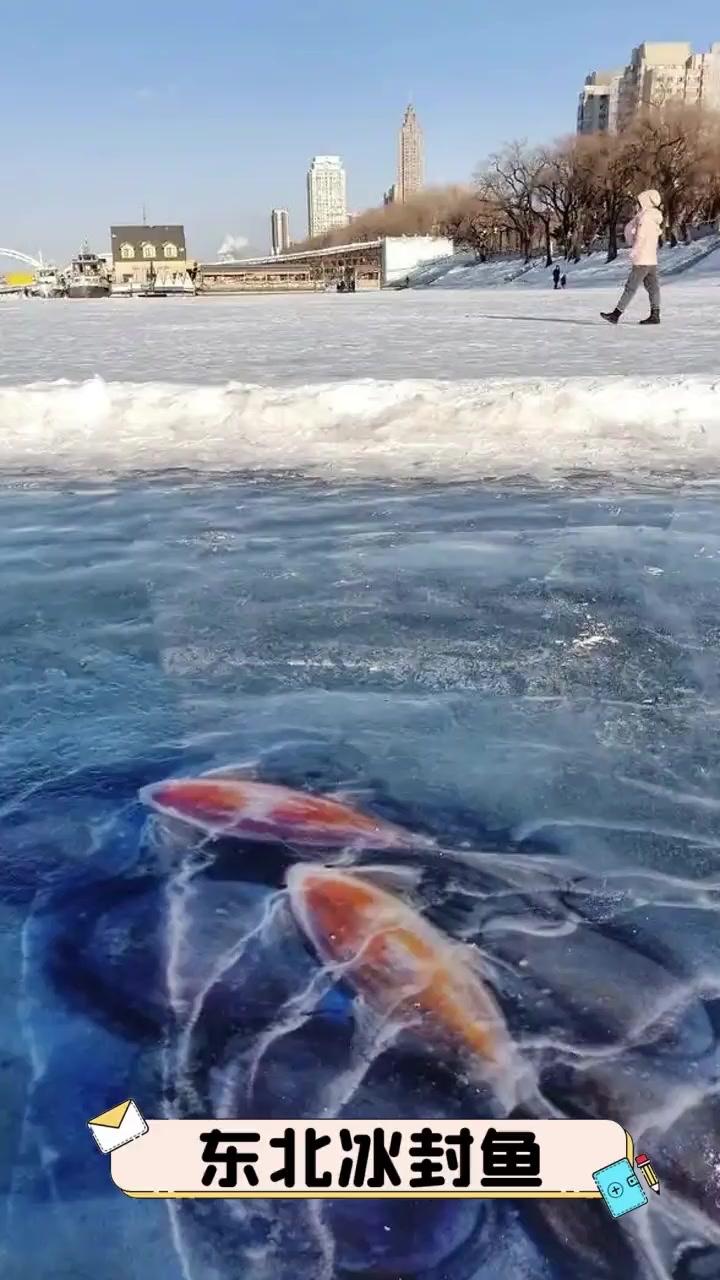 哈尔滨“冰封鱼”爆火：零下30℃的狂欢里，藏着现代人最渴望的治愈谁能想到，一
