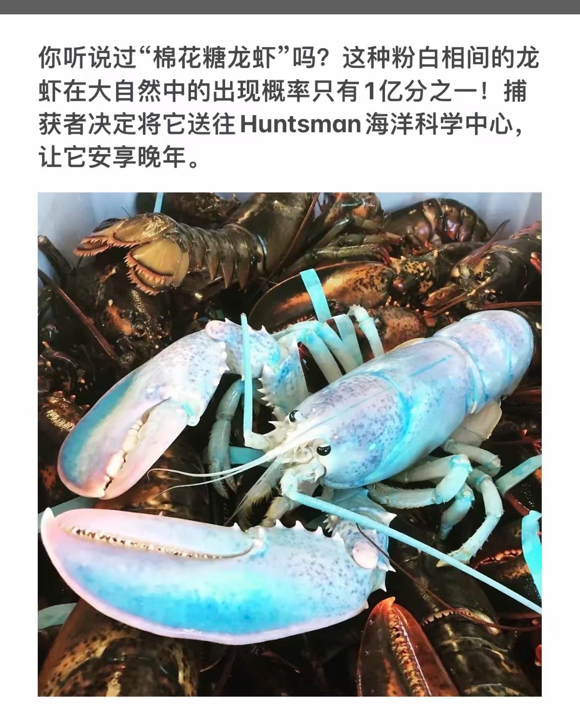 粉白相间的“棉花糖龙虾”，自然中的珍稀之美！