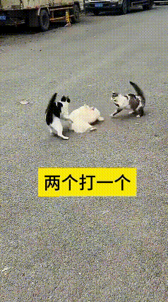 瞅瞅这街头名场面！俩小花猫跟商量好的样儿，合伙儿收拾一只小狗崽子，给狗子整得嗷嗷