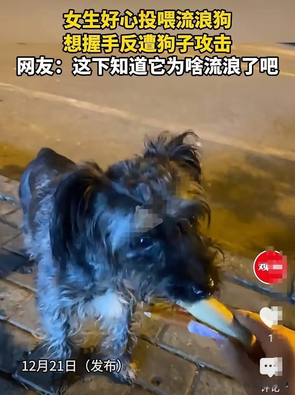 一位女生好心投喂流浪狗，刚想握手示好时，竟突然遭到狗子攻击！这惊险一幕，给所有爱