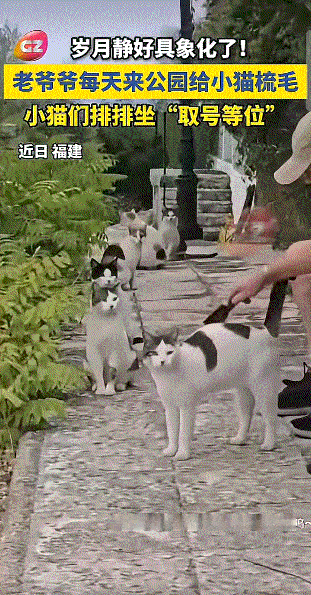 火上新华社了！6月23日新华社报道，黑龙江一处公园出现了一群流浪猫，令人傻眼的是