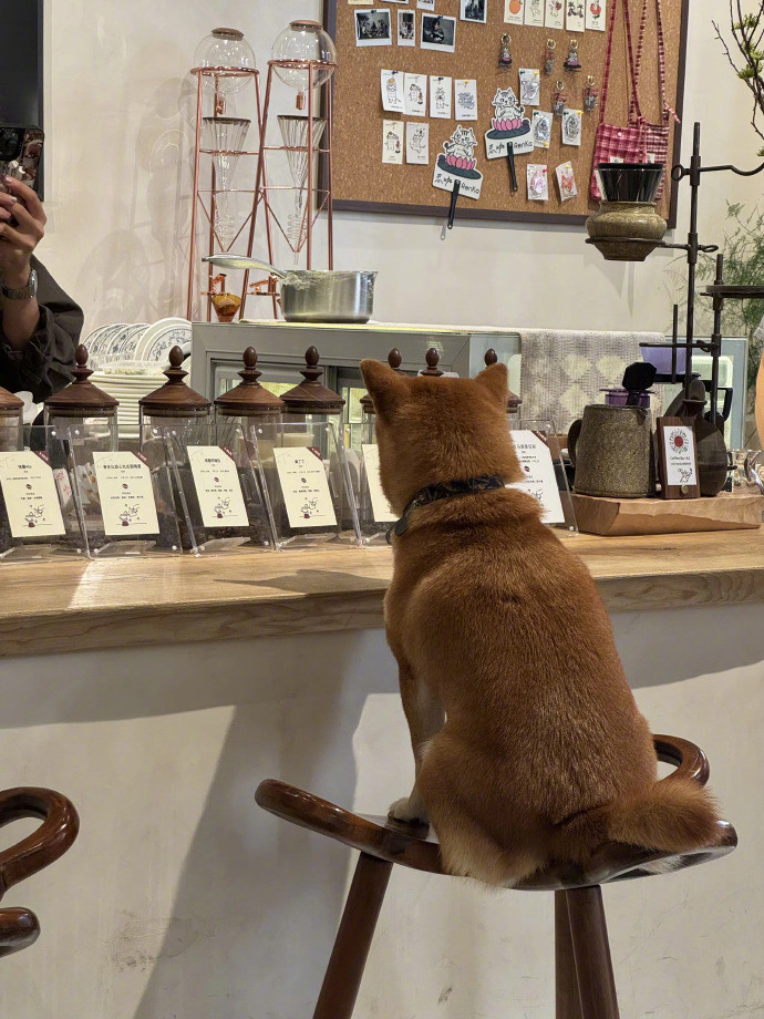 原来这把椅子的受众群体是小狗