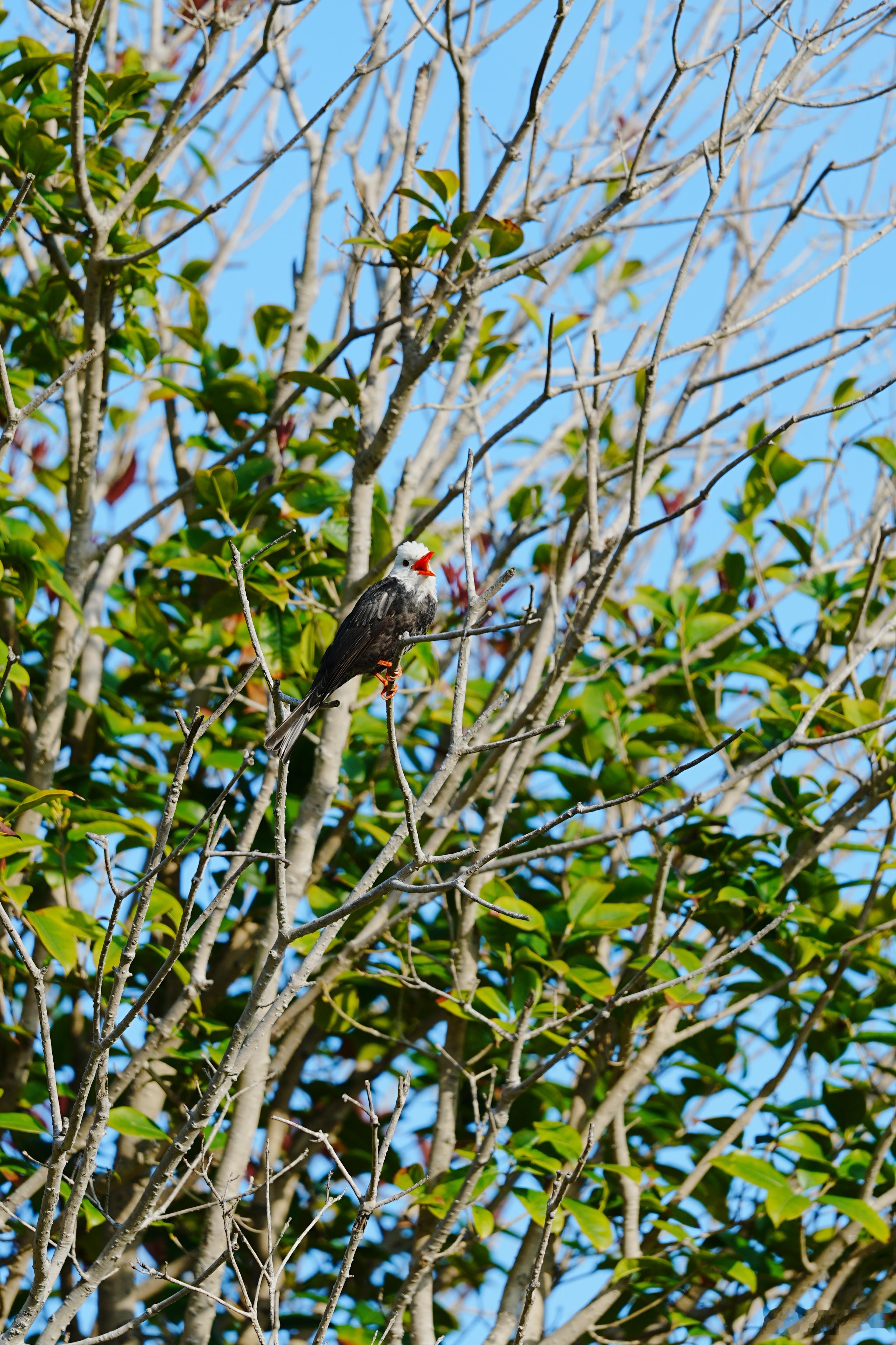 只闻其声不见其鸟蜗的摄影日记观鸟