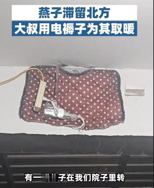 救命！北方突降寒潮，这些小生命竟被冻僵在街头！12月4日河北保定，一段