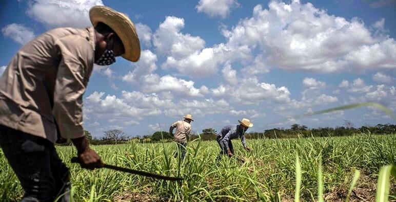为什么古巴会缺粮食？原因：一；是老美长达60多年的经济封锁。二：‌计划经济