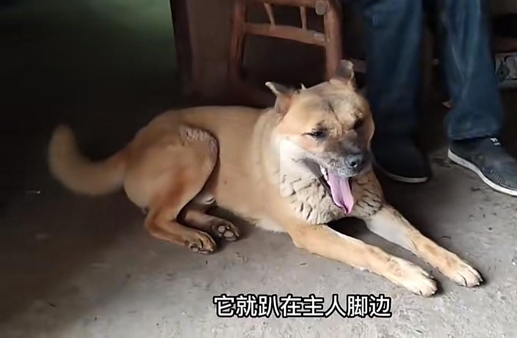 一只狗值得3次拜访？这是我见过的最有灵性的中华田园犬第一次见它是在垃圾场，这