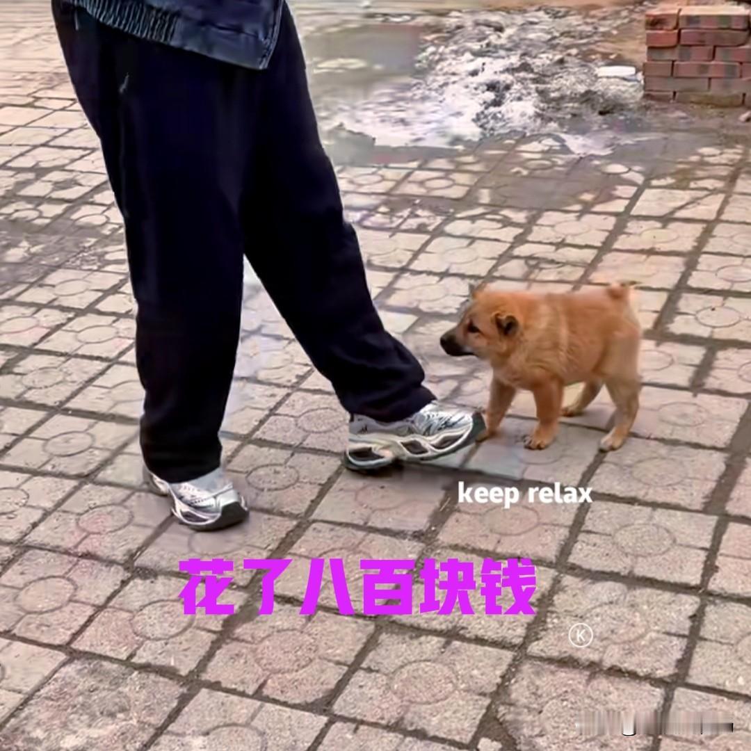 福建的一位网友，花了八百块钱，在网上买了一只中华田园犬。打开快递的那一刻，网友就