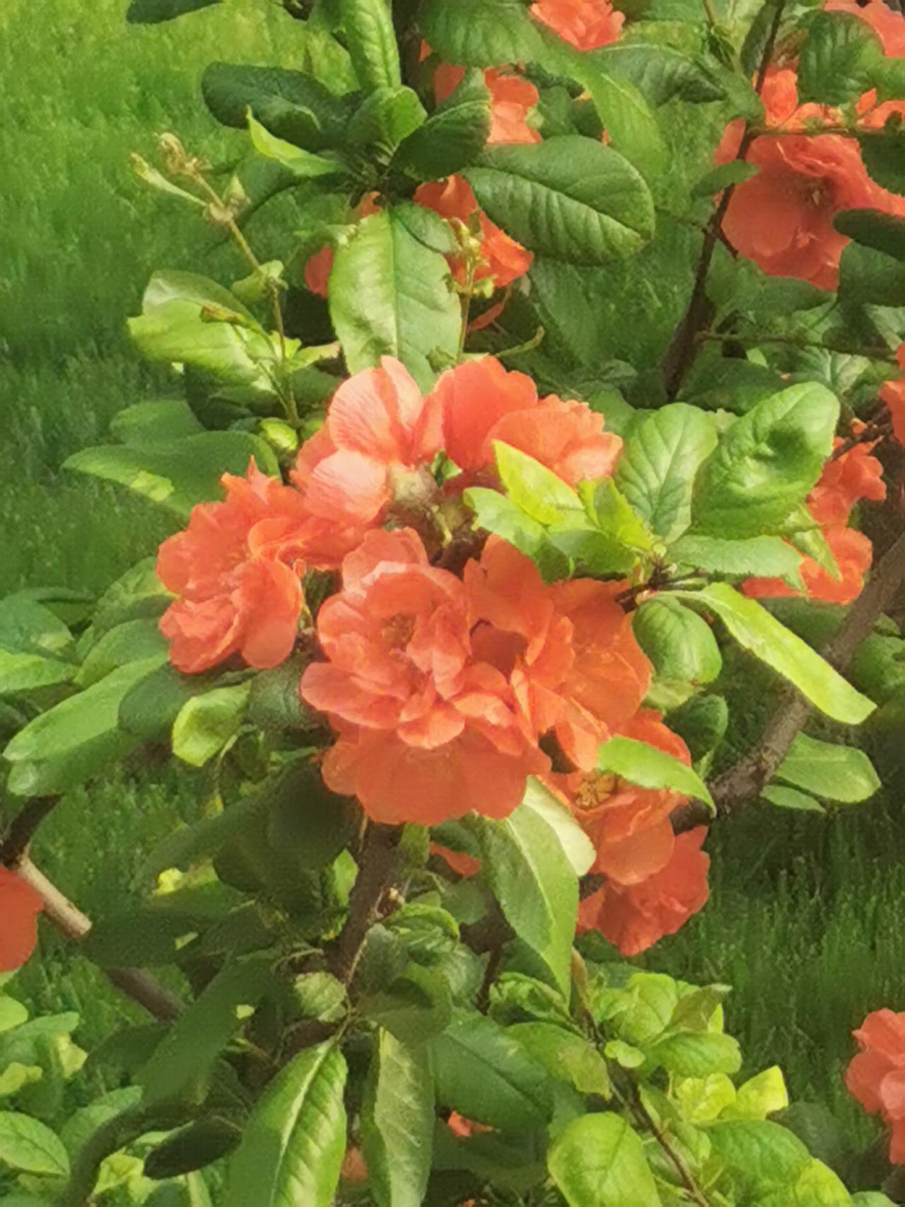 春天正是赏花日，贴梗海棠别样红！