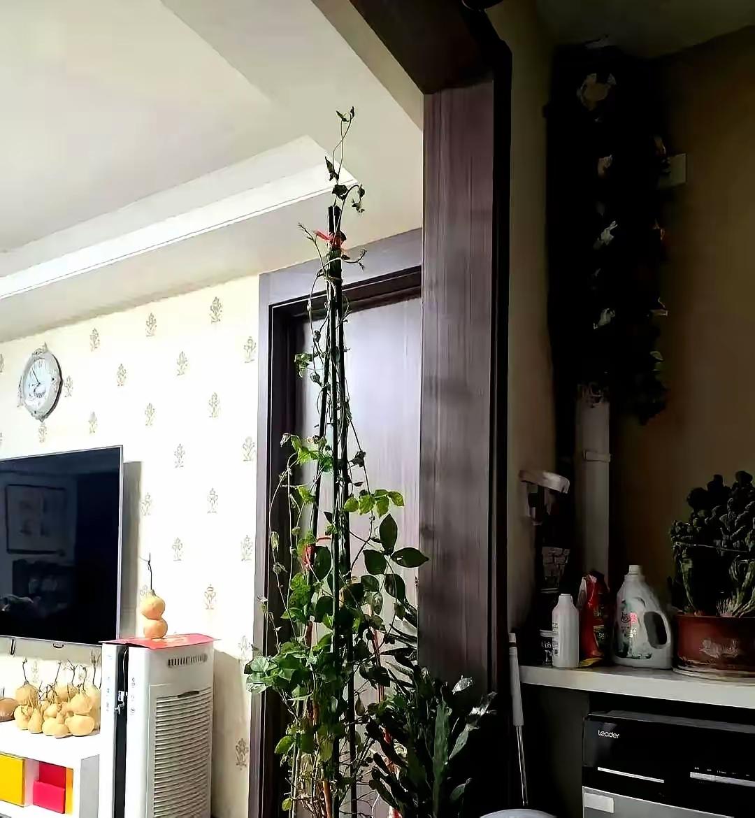 痛心！济南一32岁二孩宝妈猝死，生前曾搜索胸闷怎么办。这名宝妈白天要上班，