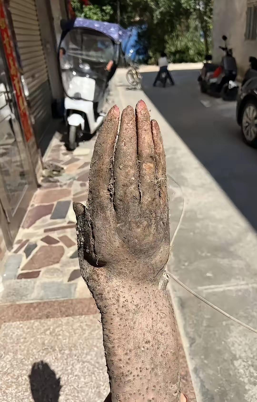 广东揭阳七旬老人菜地挖淮山，意外挖出“人手”引热议彻底解释不清了，广东揭阳