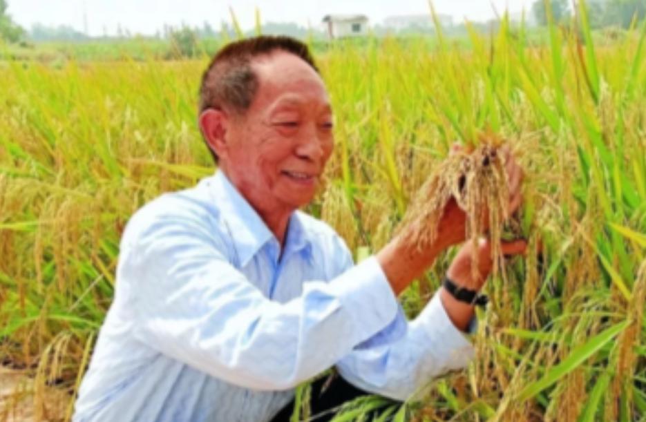 “应该立即死刑！”央视新闻曝光了一起惊天大案:我国杂交水稻之父袁隆平教授的心血结