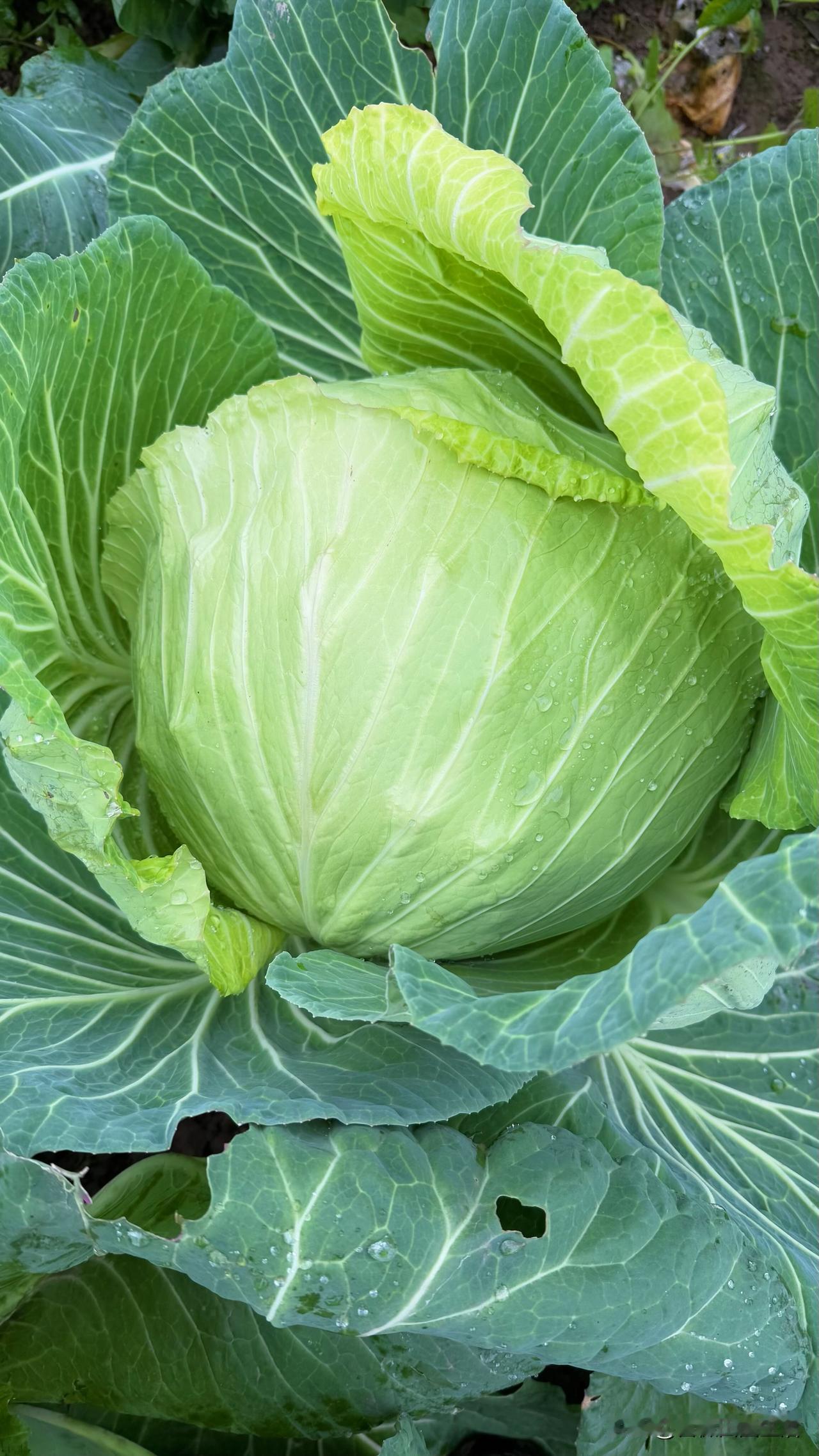 在四川的饮食江湖里，莲花白算不上名贵食材，却是菜市场里的“常驻嘉宾”——圆滚滚的