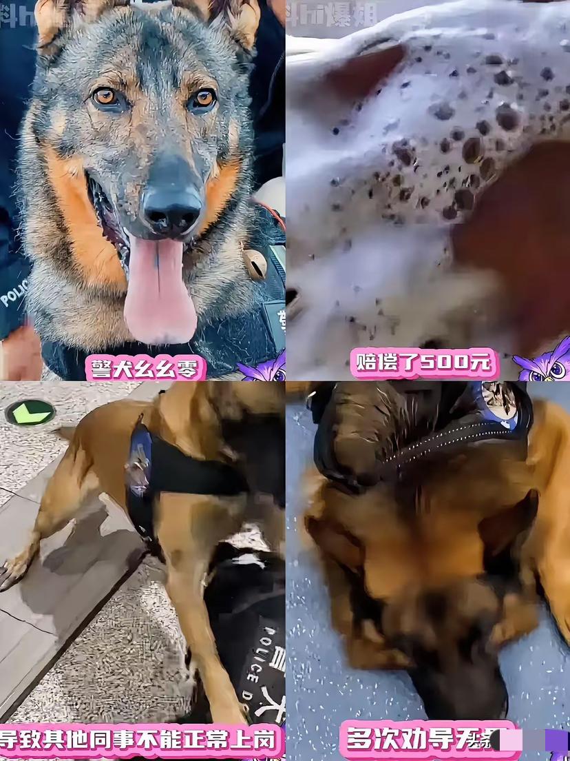 我敢说这是全网第一只被通报的警犬云南这只叫“闪电”的警犬，简直演活了当下的职