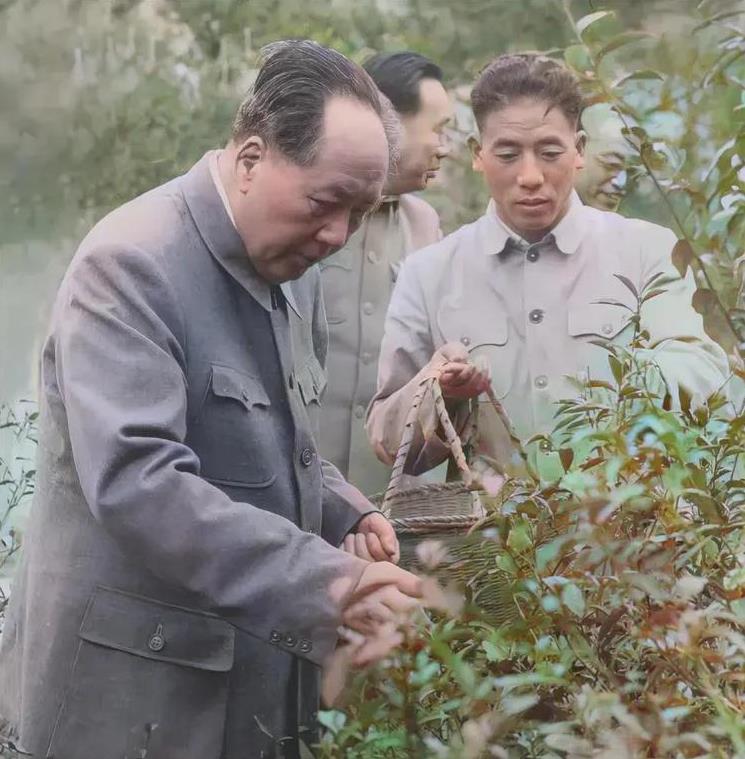 有一张珍贵的彩色照片，拍摄于1963年4月的浙江杭州。那日，毛主席在繁忙的工作间