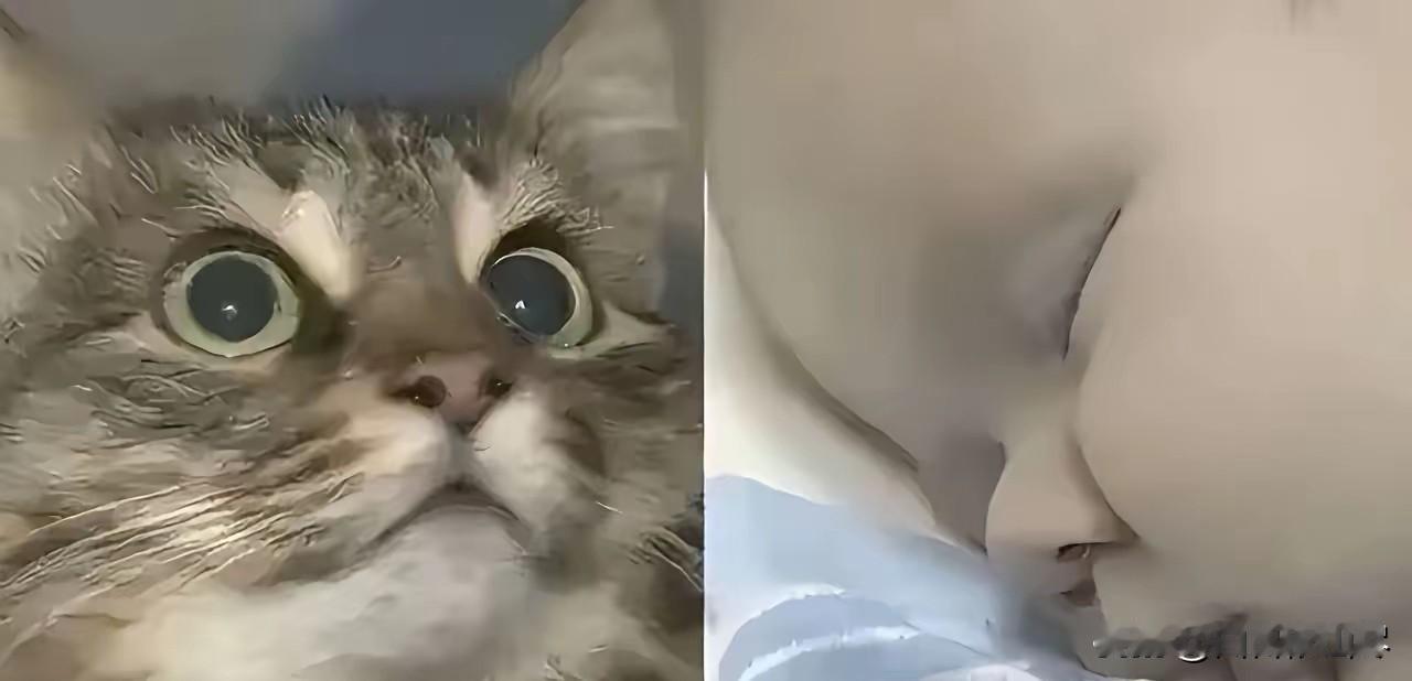 俄罗斯一只流浪猫火遍全球，连央视都报道了它。当地冬天极寒，好心人在楼道放了纸箱铺