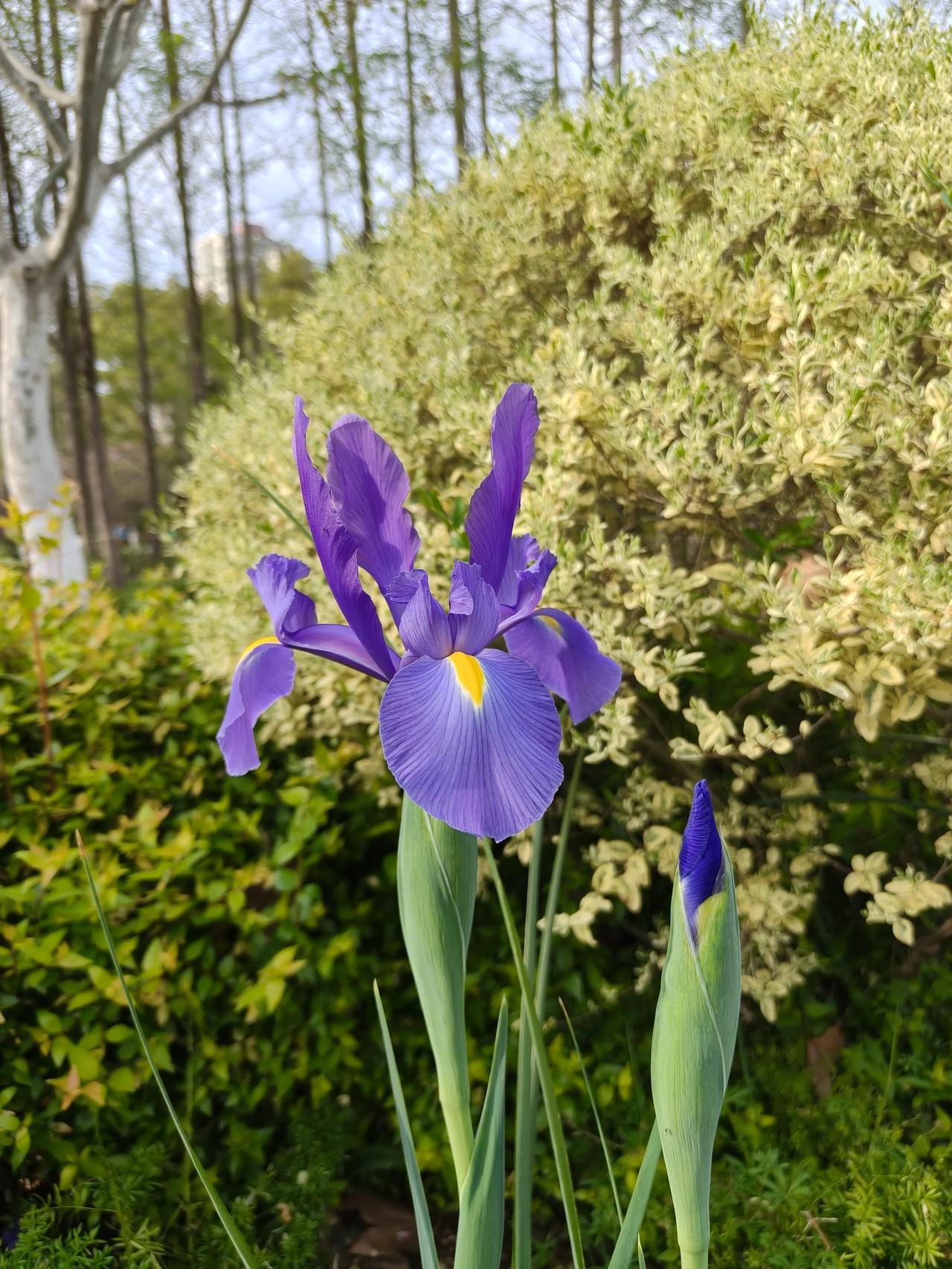 今天避开热门景点，就到家附近的和平公园走一圈⭕不虚此行哈～拍到了鸢尾花⚜️紫