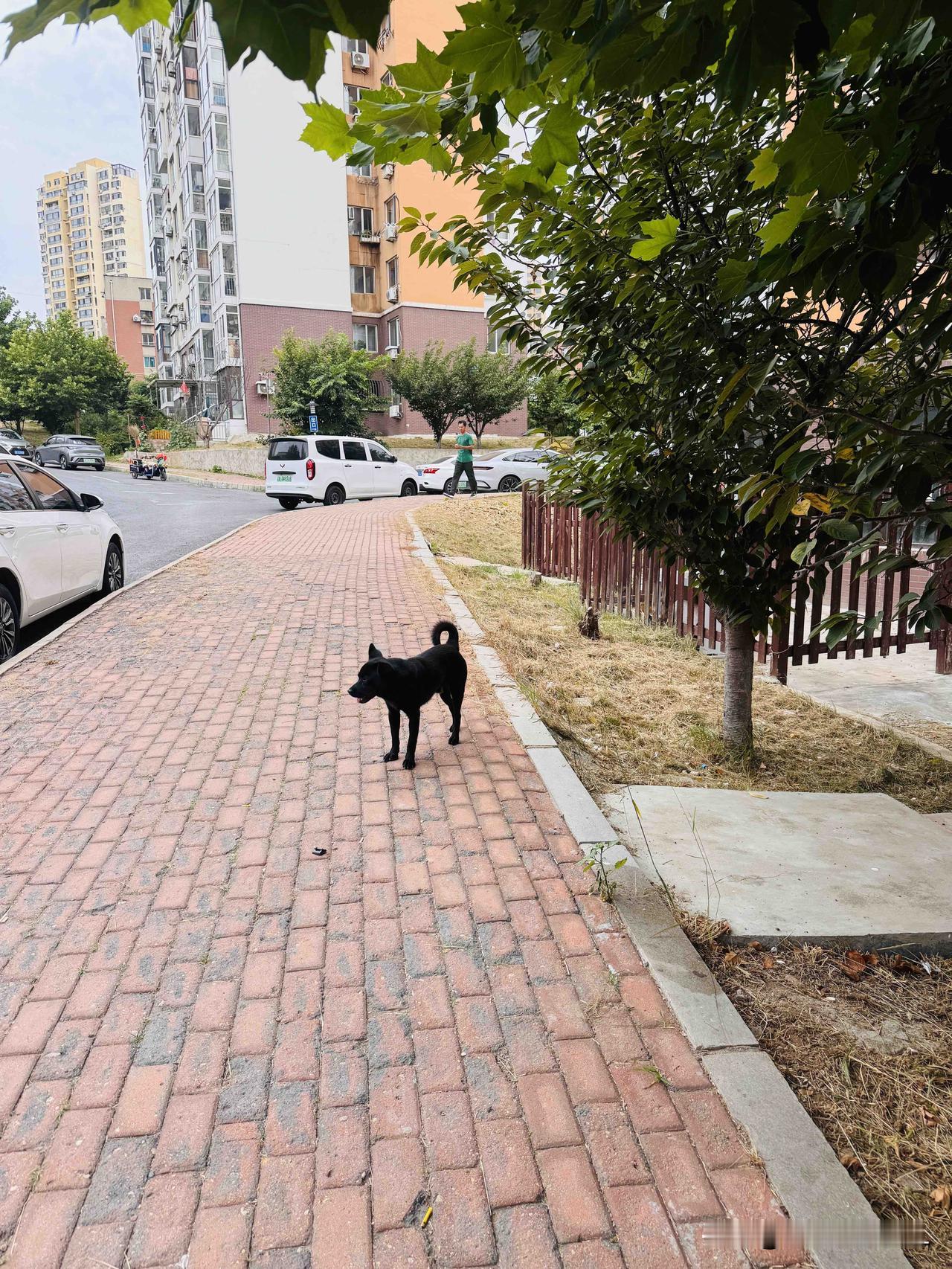 早上下楼遛狗，那只黑色的流浪狗远远的跟着，它们也不叫也不上跟前来，只是站在那里看