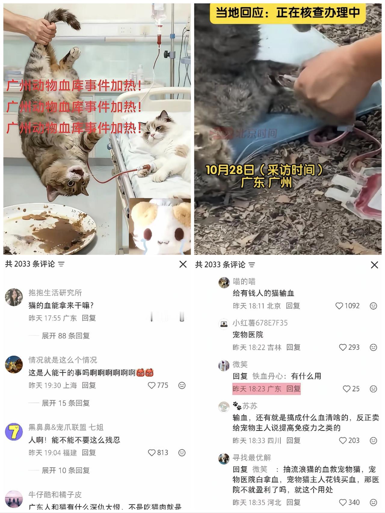 ​猫血能用来搞什么研究？流浪猫被活抽“救命血”？这黑心买卖比你想的更狠！