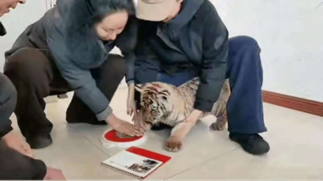 家人们我是万万做梦也没想到虎掌印居然是真的虎宝自己做梦也没想到自己都被当