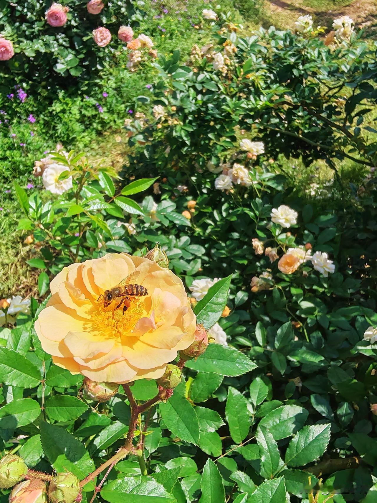 小蜜蜂——勤恳耕耘、默默奉献的好模范。春暖花开，阳光明媚，欣赏娇艳