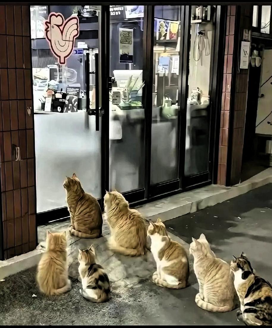 老板没成网红，猫却成了网红了，杭州有家烤肉店老板每天傍晚把没卖完的烤肉端给门口