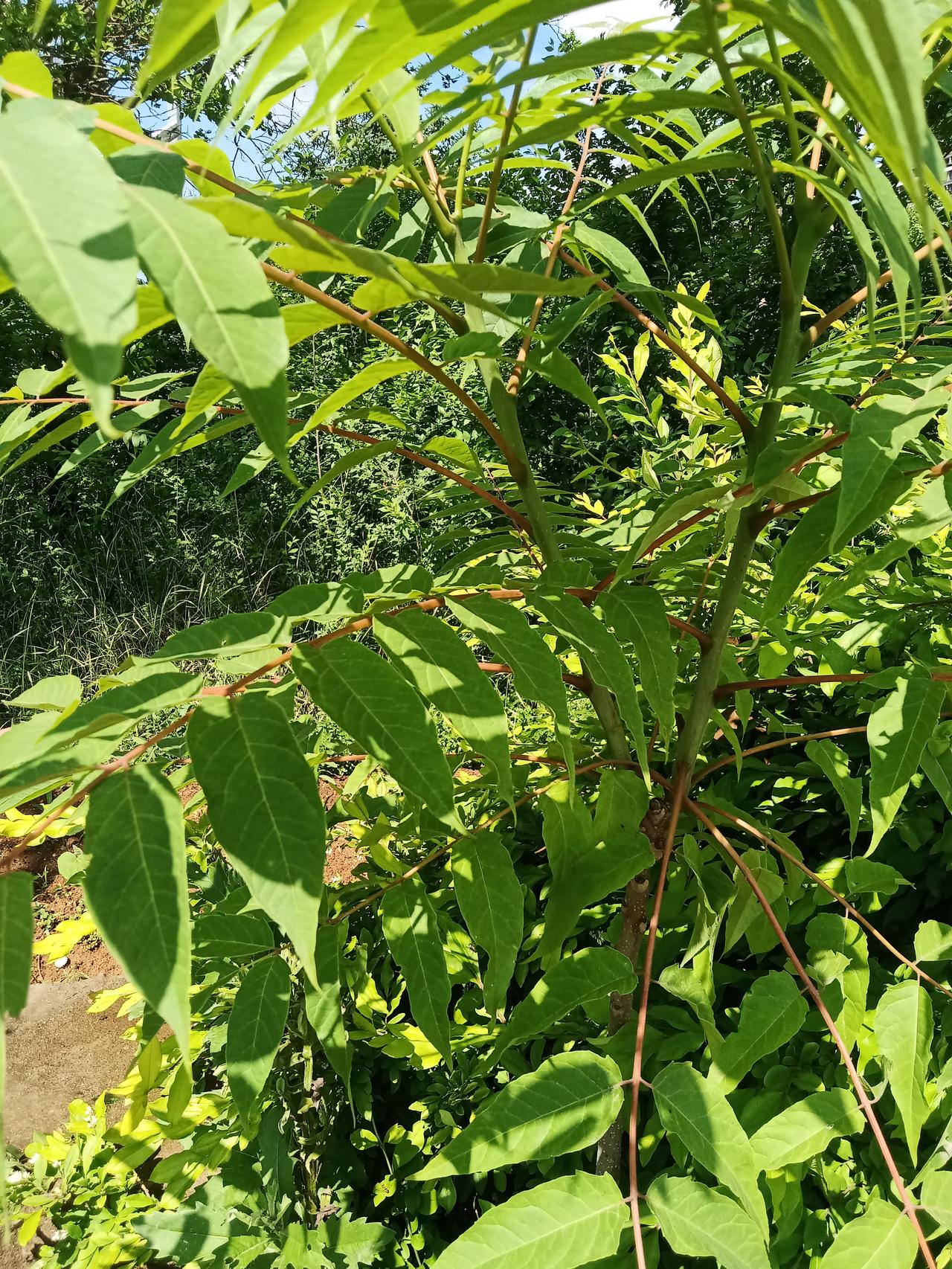有两个邻居一个孩子考了公务员，另一个邻居整天羡慕得不得了，公务员家长说你羡慕你也