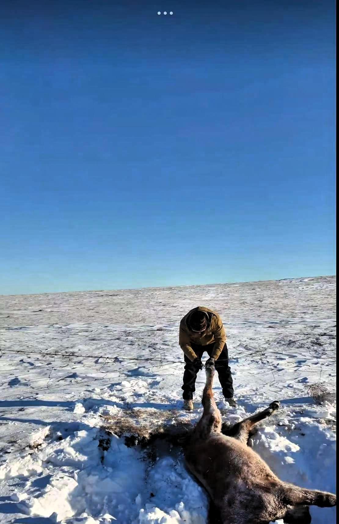 呼伦贝尔，一男子和朋友自驾游，忽然发现一匹马卧在路边雪堆里一动不动，本以为马是冻