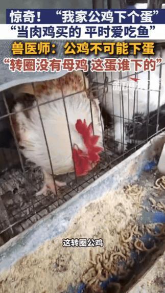 黑龙江，一男子给鸡添食，发现鸡笼子里有一个鸡蛋，令他纳闷的是，笼子里都是公鸡，这