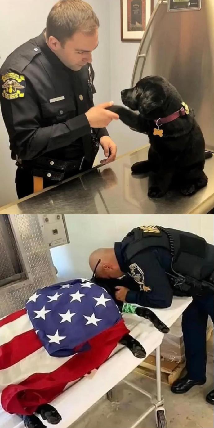 警犬上班的第一天和最后一天​​​。​​​