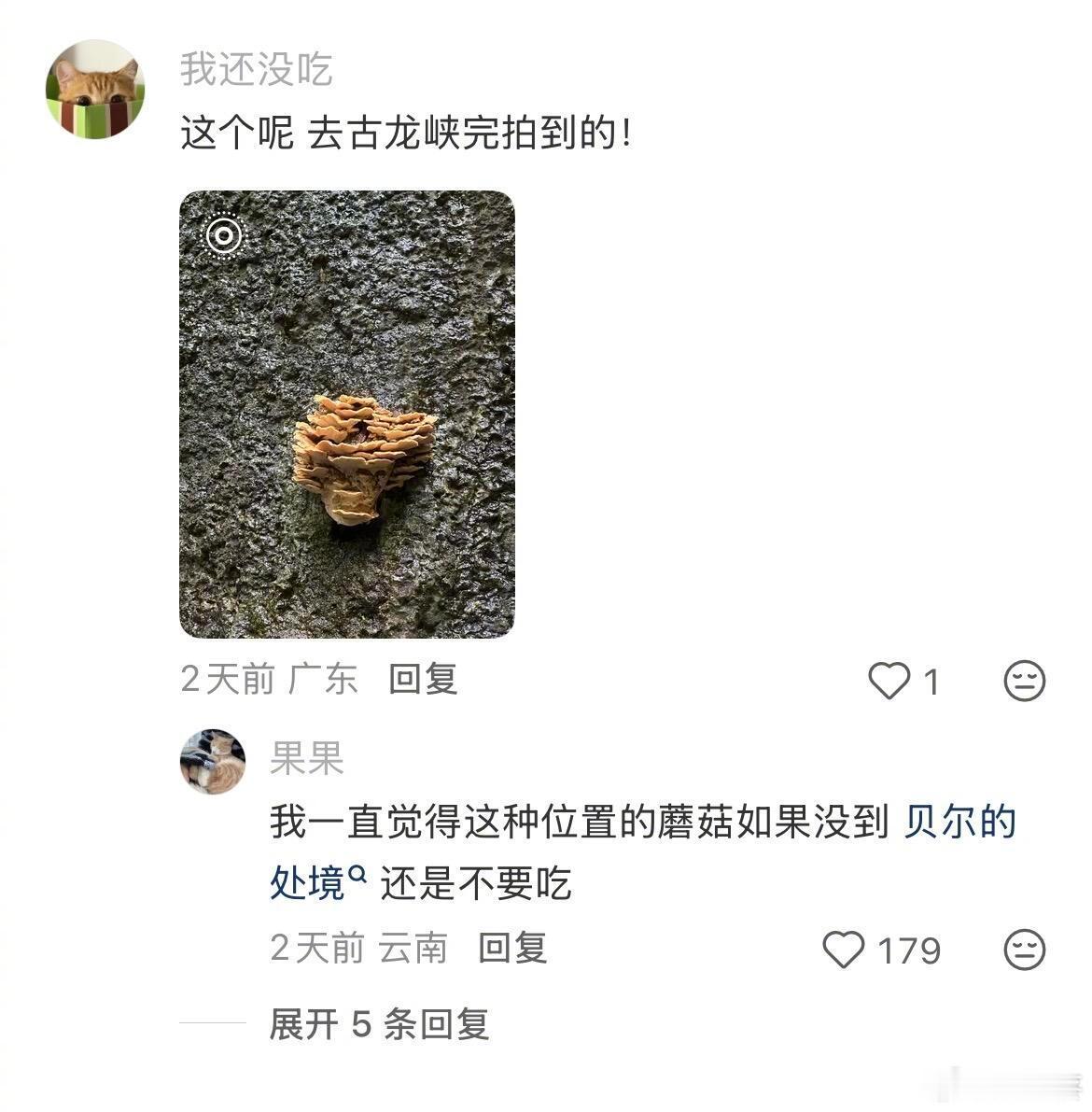 刷到一个专门给人鉴定蘑菇的博主，每句话都好有梗