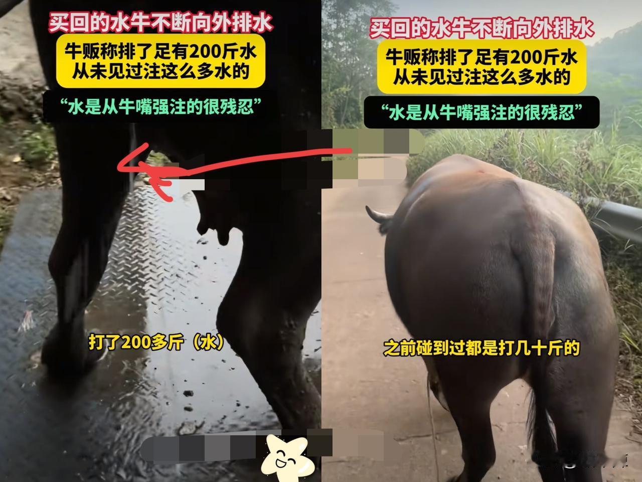 真的是丧尽天良！近日，广西钦州一男子买了一头牛，结果买回来以后，老牛一个劲往外