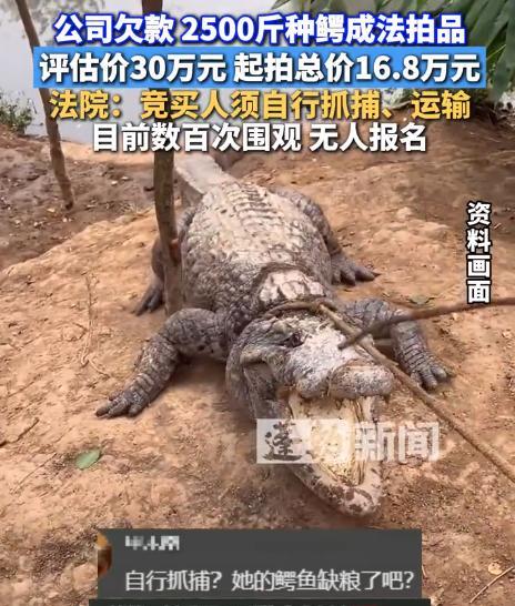 笑不活了！报道，广东中山，一女子因欠工程款不给，养殖的2500斤鳄鱼被法拍，其中