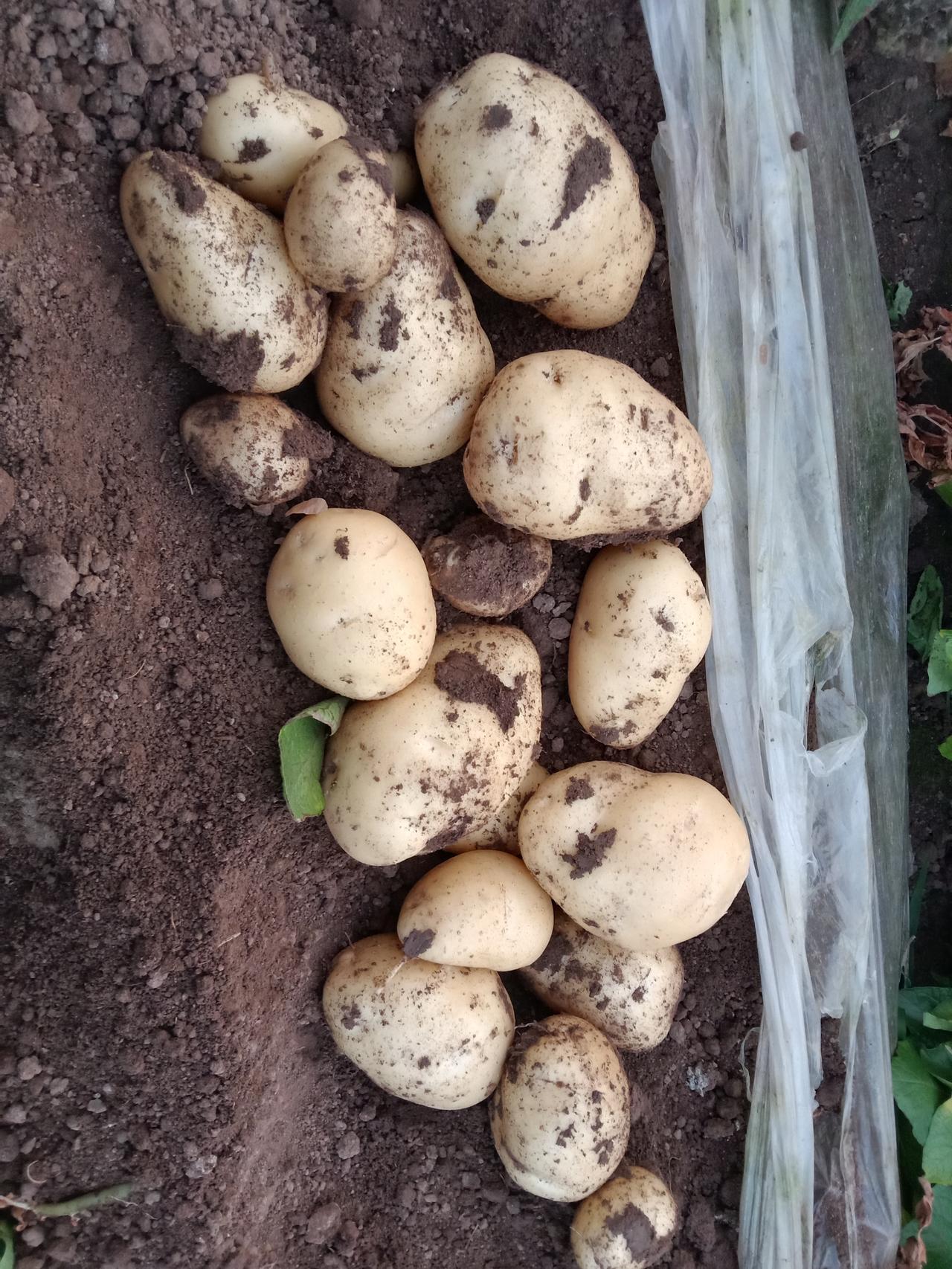 明年的土豆种植面积有可能为0。这是大多数农户的心里话。我们村当初土豆种植面积