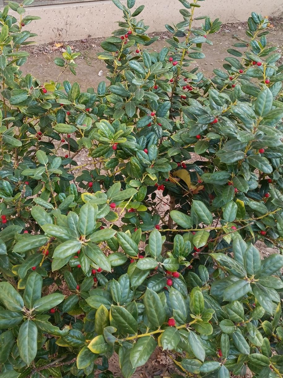 救命！冬天挖到宝了😭这绿叶红豆也太绝了……谁懂啊！寒冬里偶遇一株神仙植物🌿