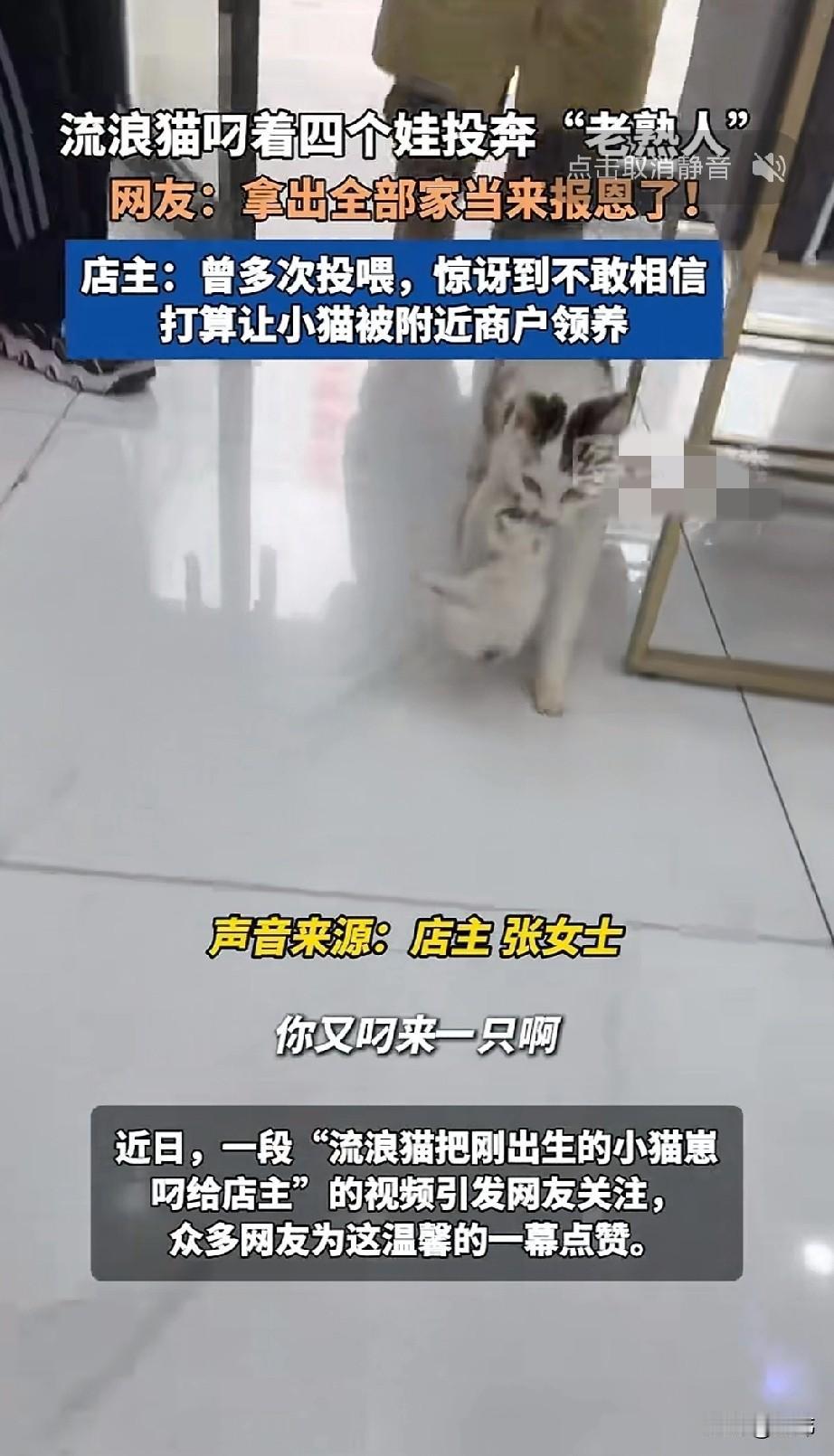 泪目了！一位小姐姐开了一家店，2月7日那天，她看到一只怀孕的流浪猫在她店门口转悠